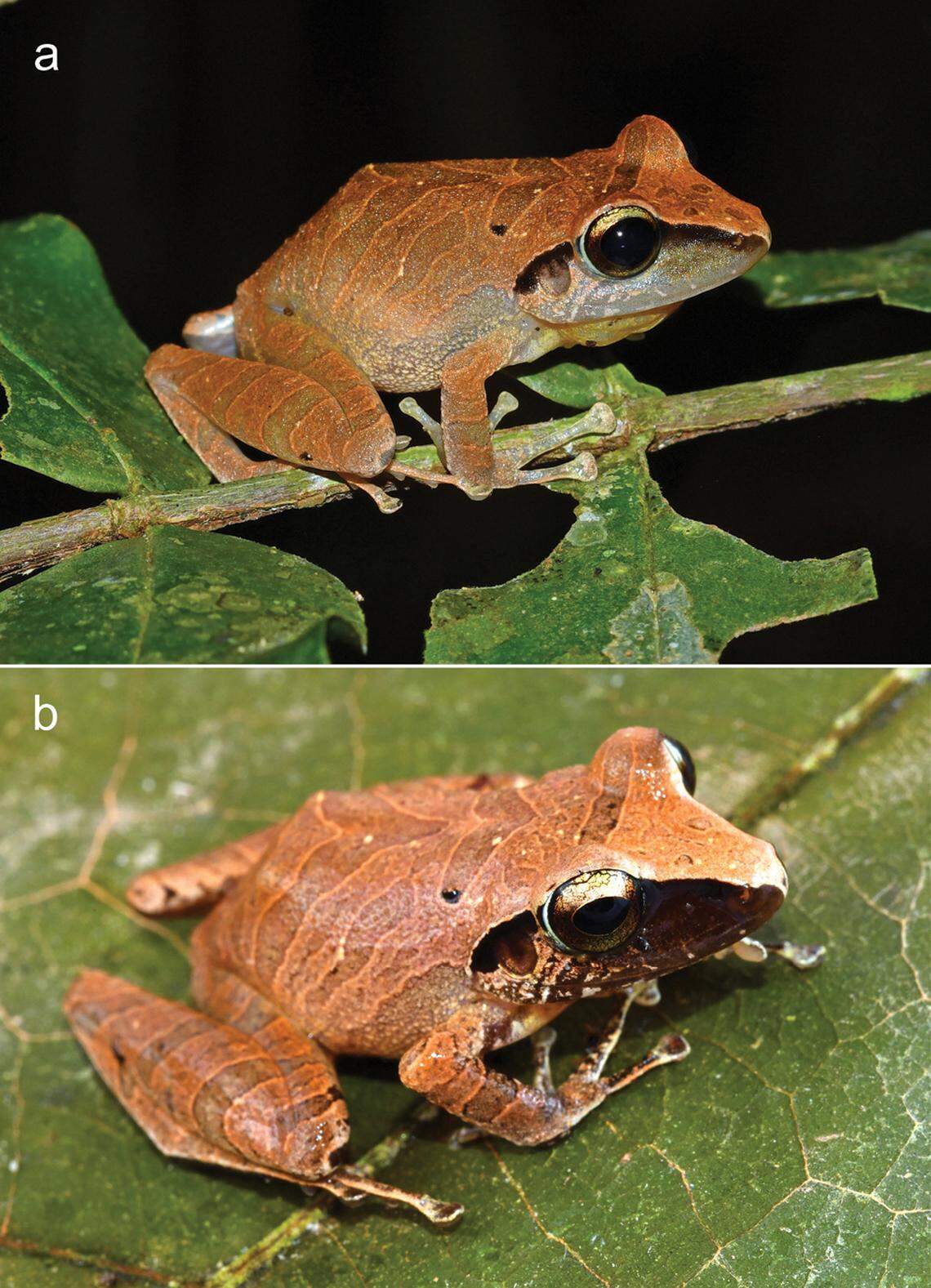 The same Pristimantis asimus, or nameless robber frog, seen at night (A) and during the day (B).
