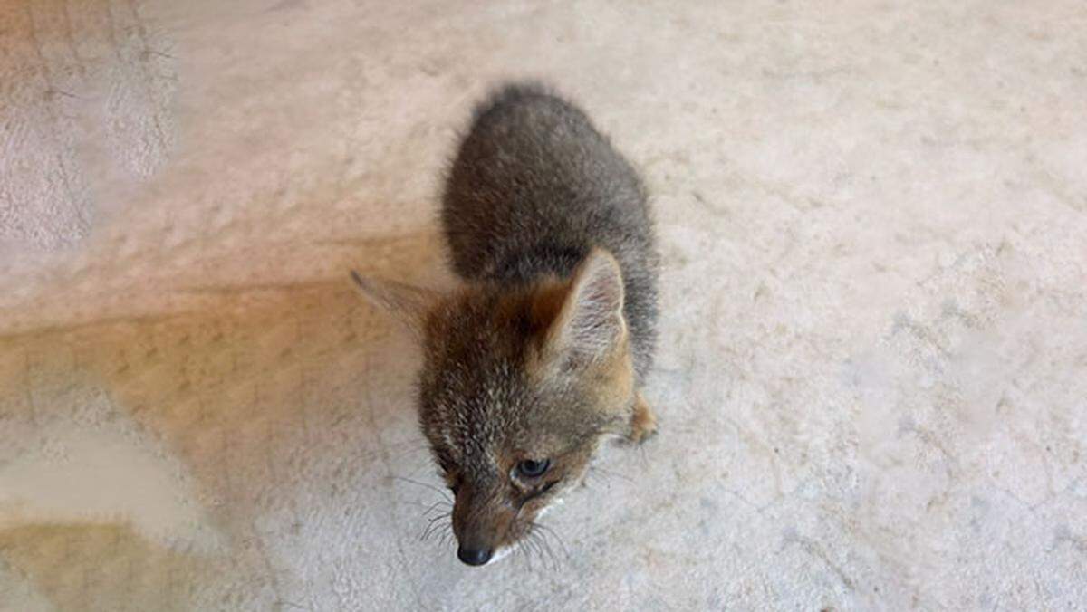 The Sechuran desert fox found in Piura, Peru.