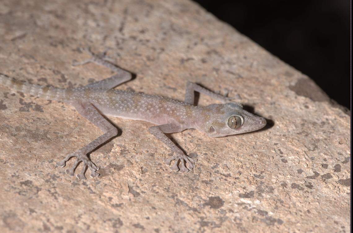 An Asaccus authenticus, or Bandar-e Jask leaf-toed gecko.