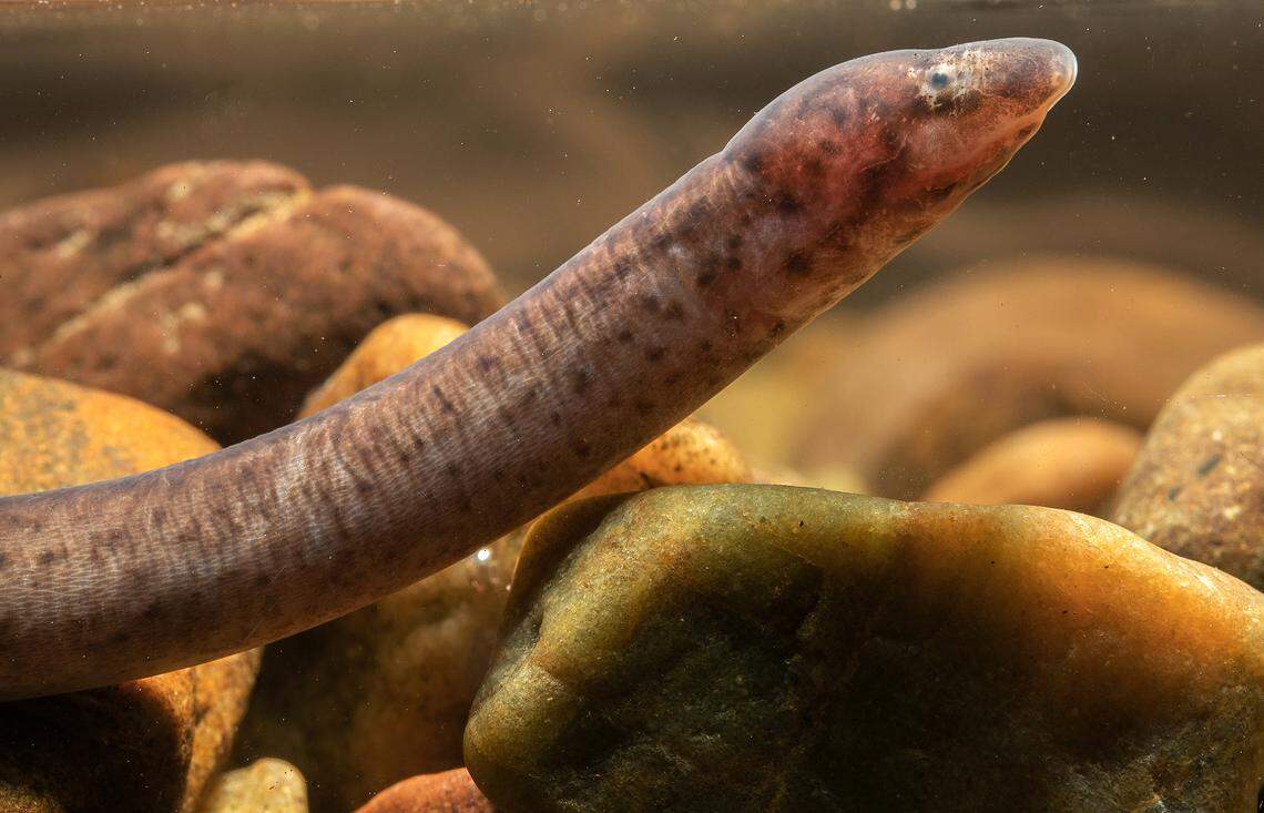 The rediscovered swamp eel species Ophichthys hodgarti as seen up close.
