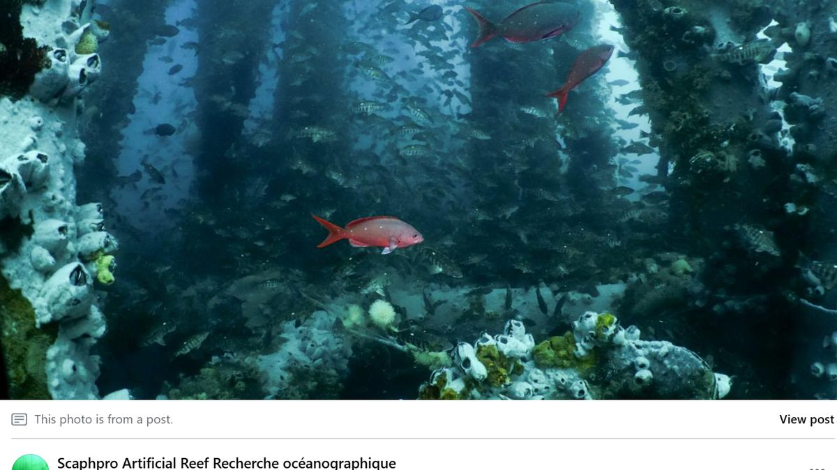 The MX-1 oil rig, located about 2 miles off the coast of Peru, was decommissioned in 2011 and became a thriving artificial reef, according to a study.