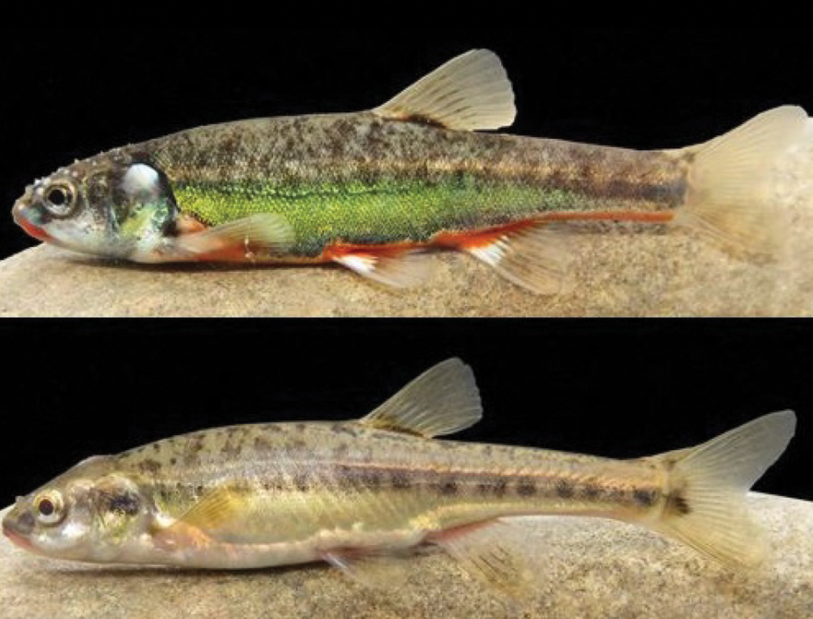 Males of the new species are more brightly colored than females, according to the study.