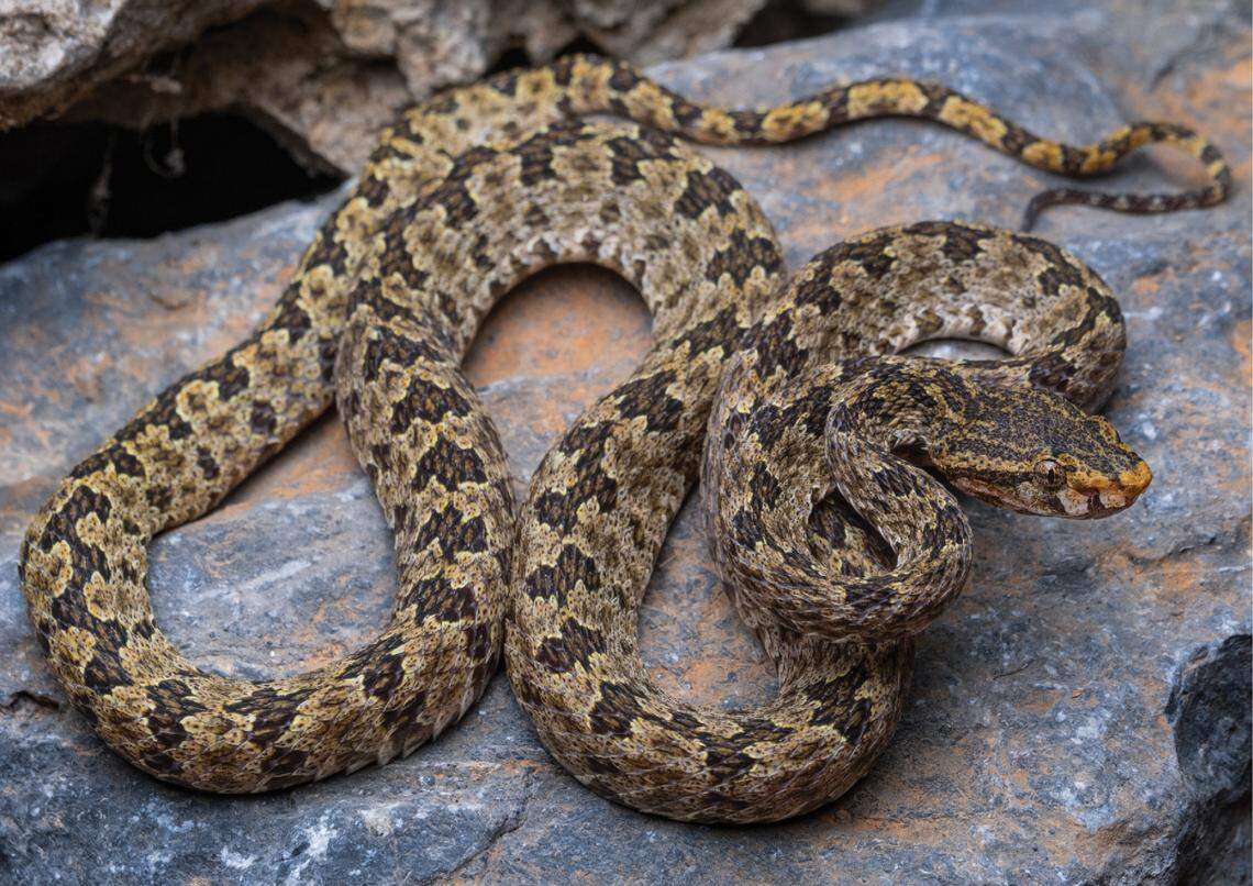 A Protobothrops flavirostris, or Vang Vieng lance-headed pit viper.
