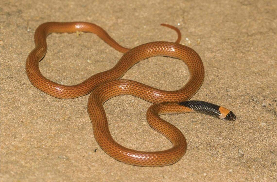 A Rhynchocalamus hejazicus, or Hejaz black-collared snake.