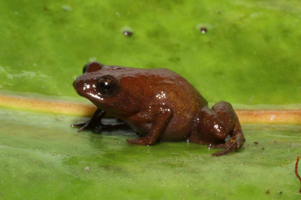 A Neblinaphryne mayeri, or Mayer’s frog.