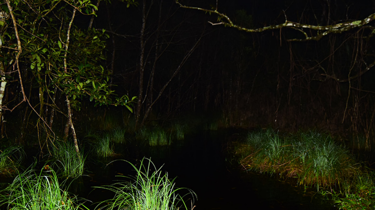 Scientists found a “large” fanged creature with red eyes in a swamp and discovered a new species, a study said and photos show.