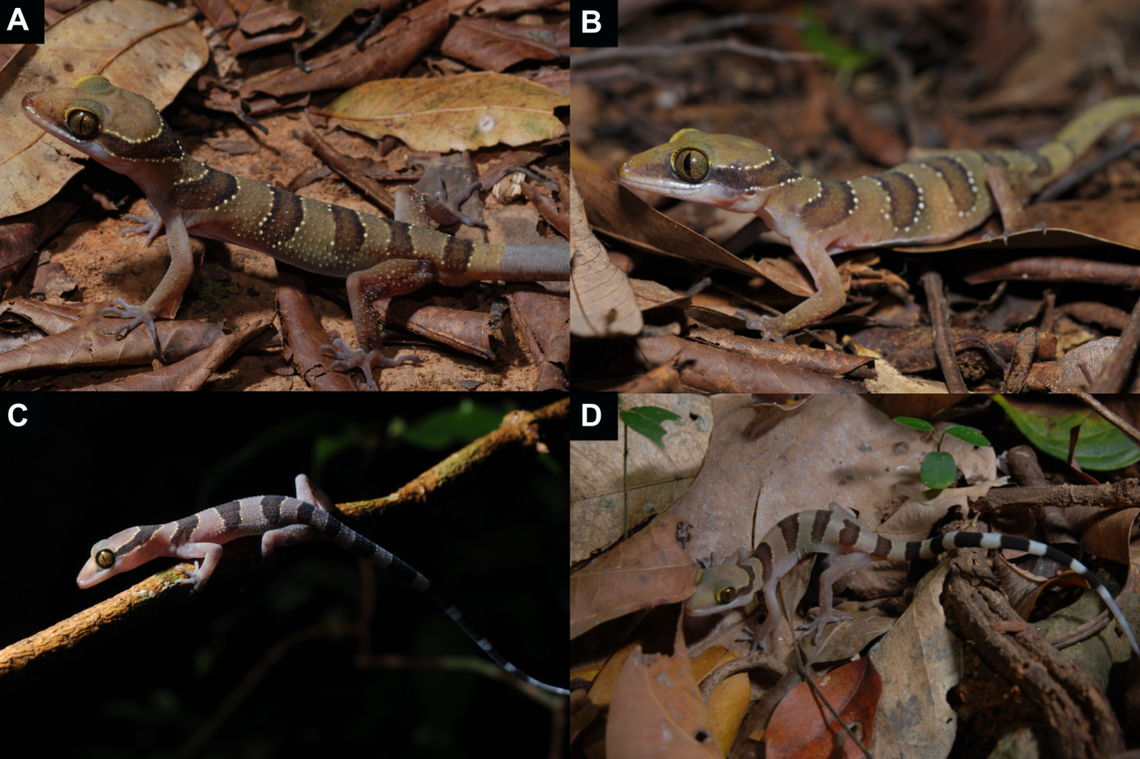 Several Cyrtodactylus sakaeratensis, or Sakaerat bent-toed geckos, showing varied coloring.