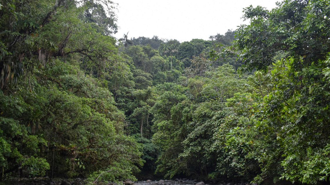 The species were recorded in the Canandé Biological Reserve in the Chocó-Darién rainforest, according to the study.