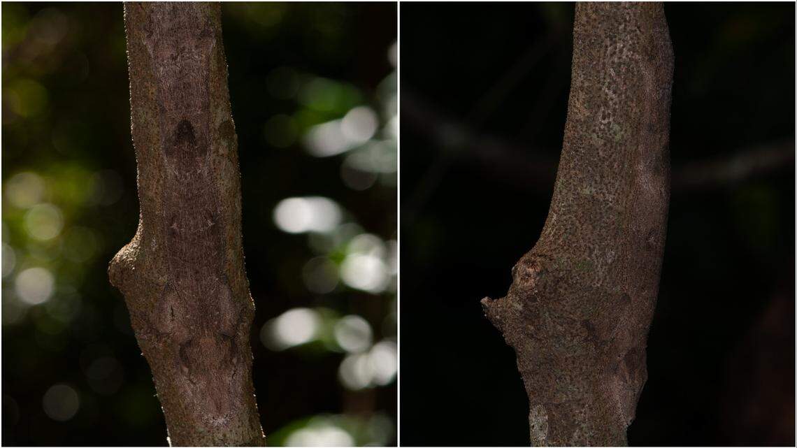 Scientists found a “large” fringed animal camouflaged in the forests of Madagascar and discovered a new species, a study said.