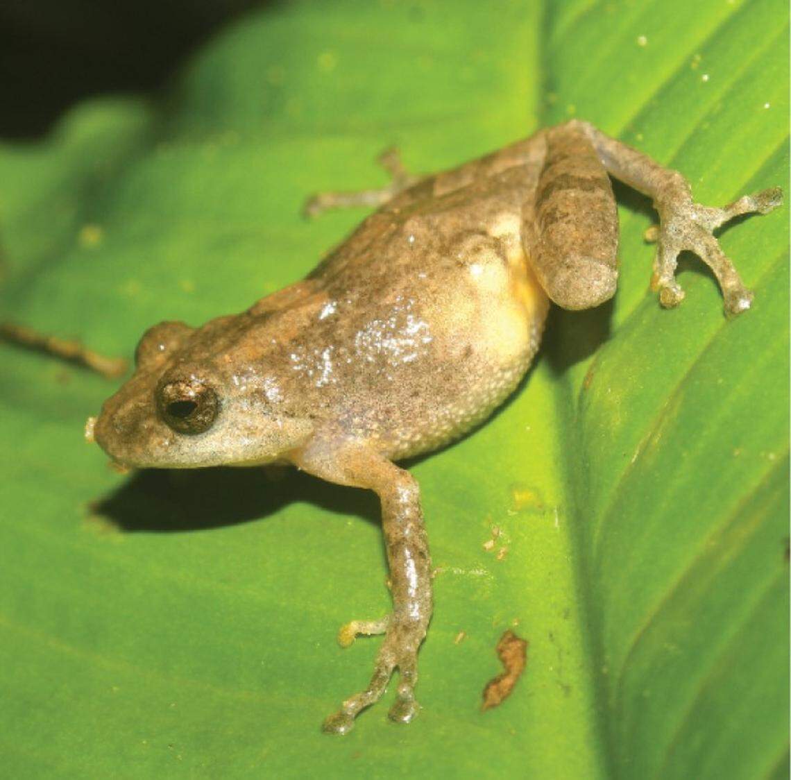 A Raorchestes asakgrensis, or Asakgre bush frog.