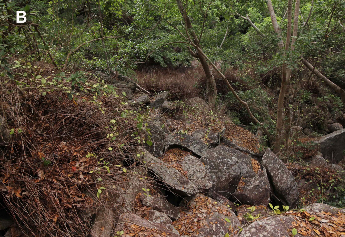 The preferred habitat of Lampropholis isla, or Scawfell Island sun skinks.