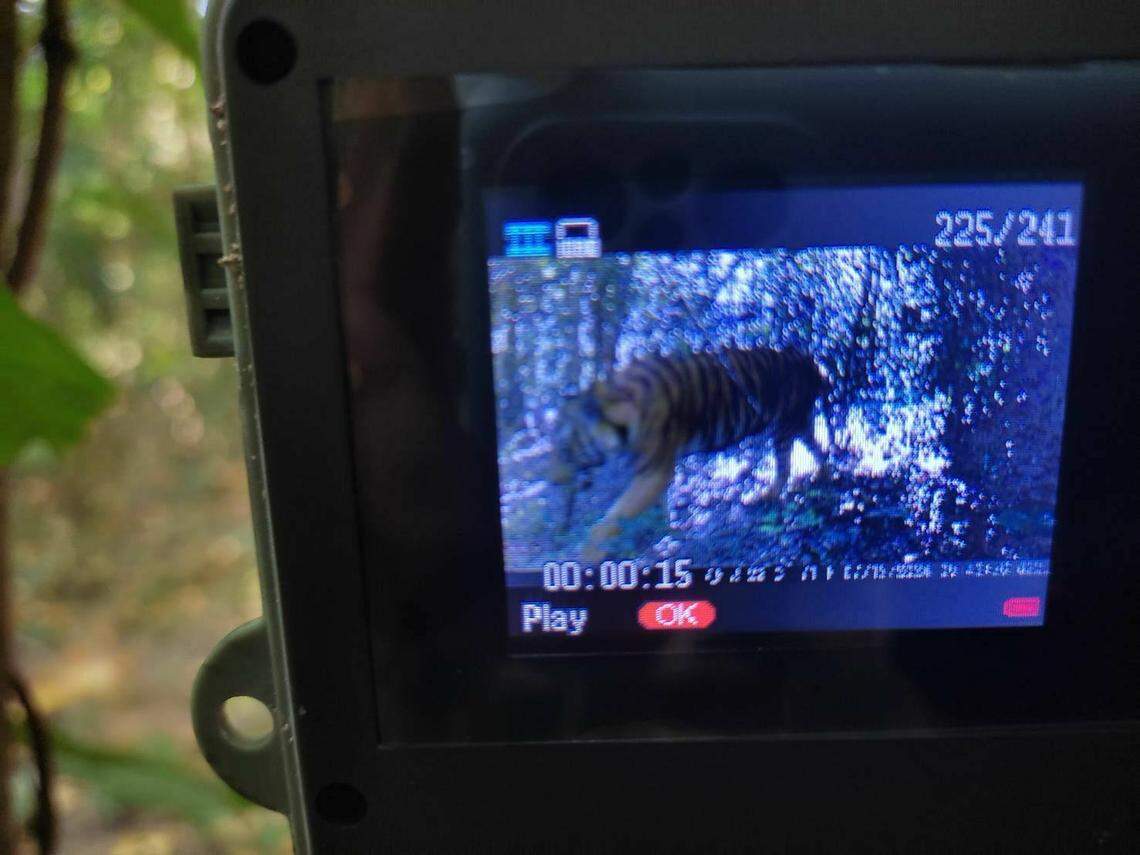 The trail camera showing a photo of a tiger at Kui Buri National Park, taken in 2024.