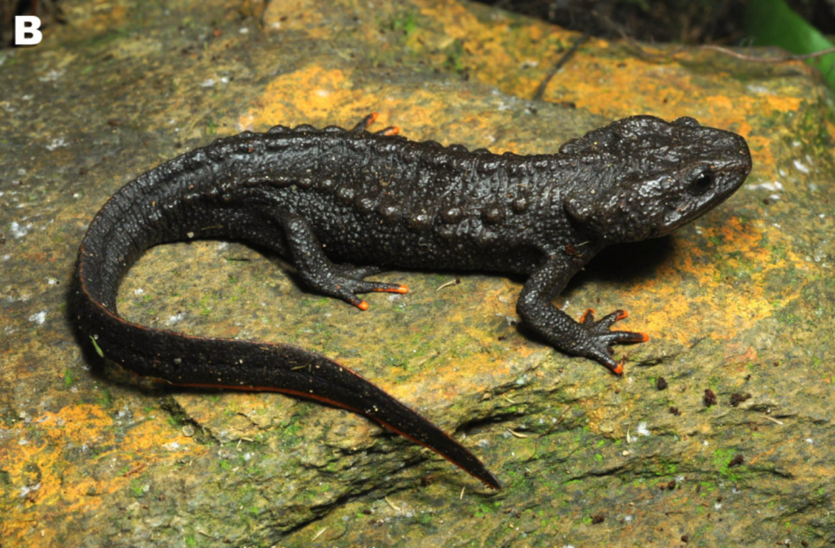 A male Tylototriton koliaensis, or Cao Bang crocodile newt.