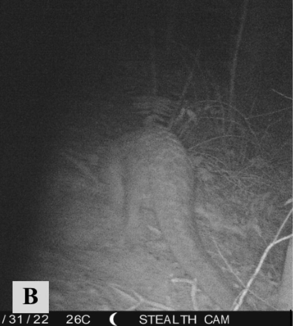 A Sunda pangolin, or Manis javanica, seen on Ko Pha Ngan.