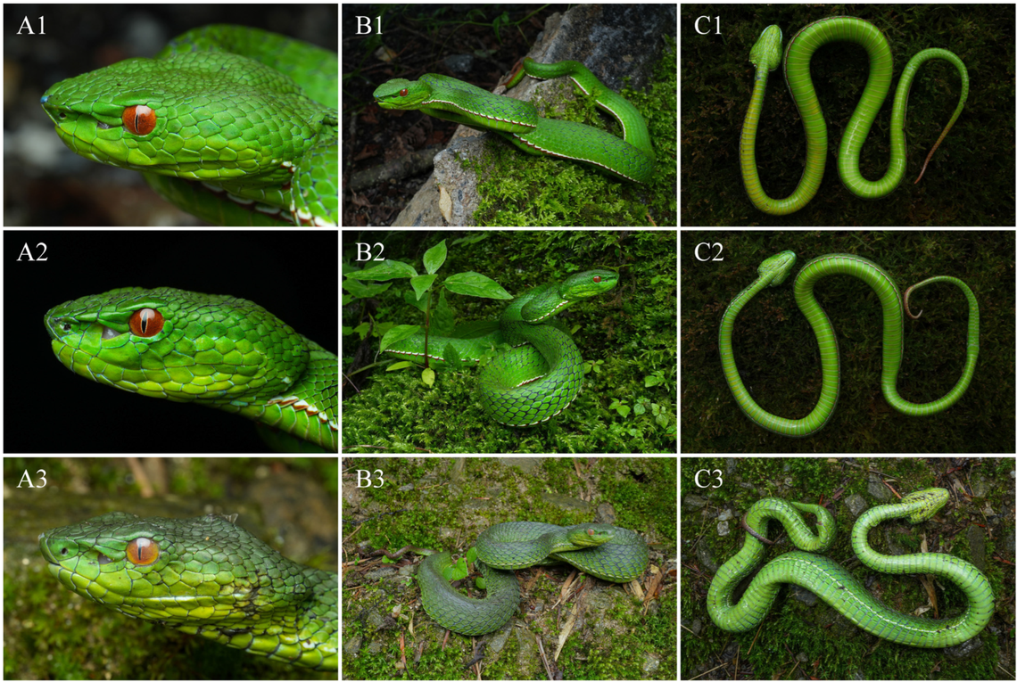 Two male (top, middle) and one female (bottom) Trimeresurus pretiosus, or Yadong green pit vipers, as seen from up close, above and below.