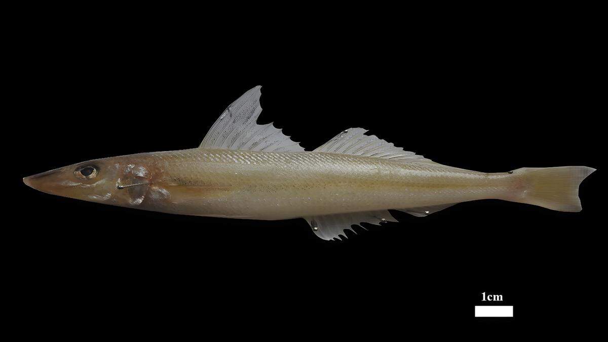 A Sillago persica, or Persian Gulf sand whiting.