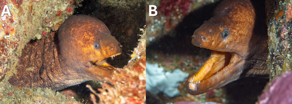 Gymnothorax porphyreus seen in the Galápagos Islands for the first time.