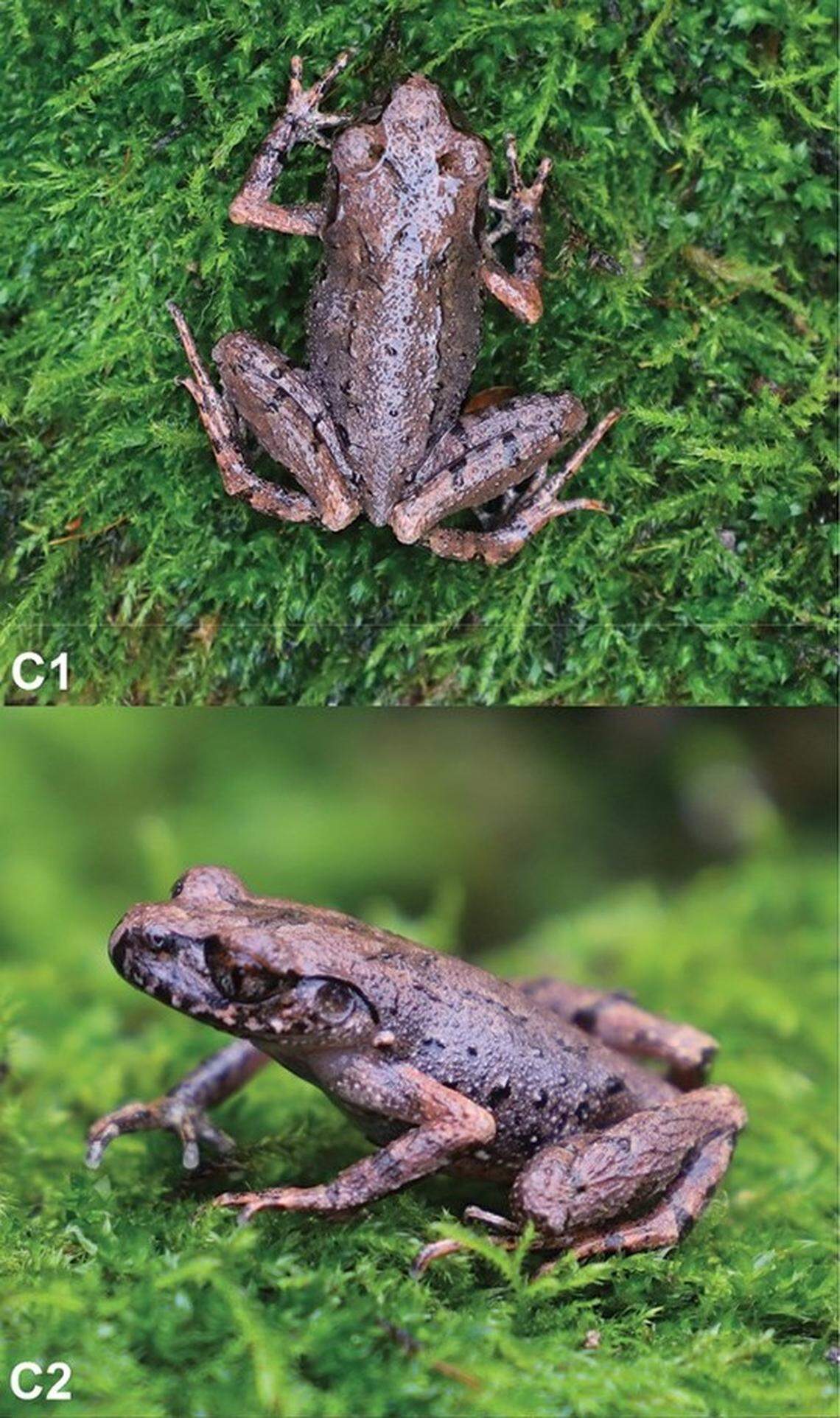 Another Leptobrachella xishuiensis, or Xishui leaf-litter toad.