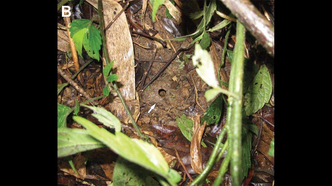 Scientists found a “slender” creature with “long” toes in a wetland of Taiwan and discovered a new species, a study said.