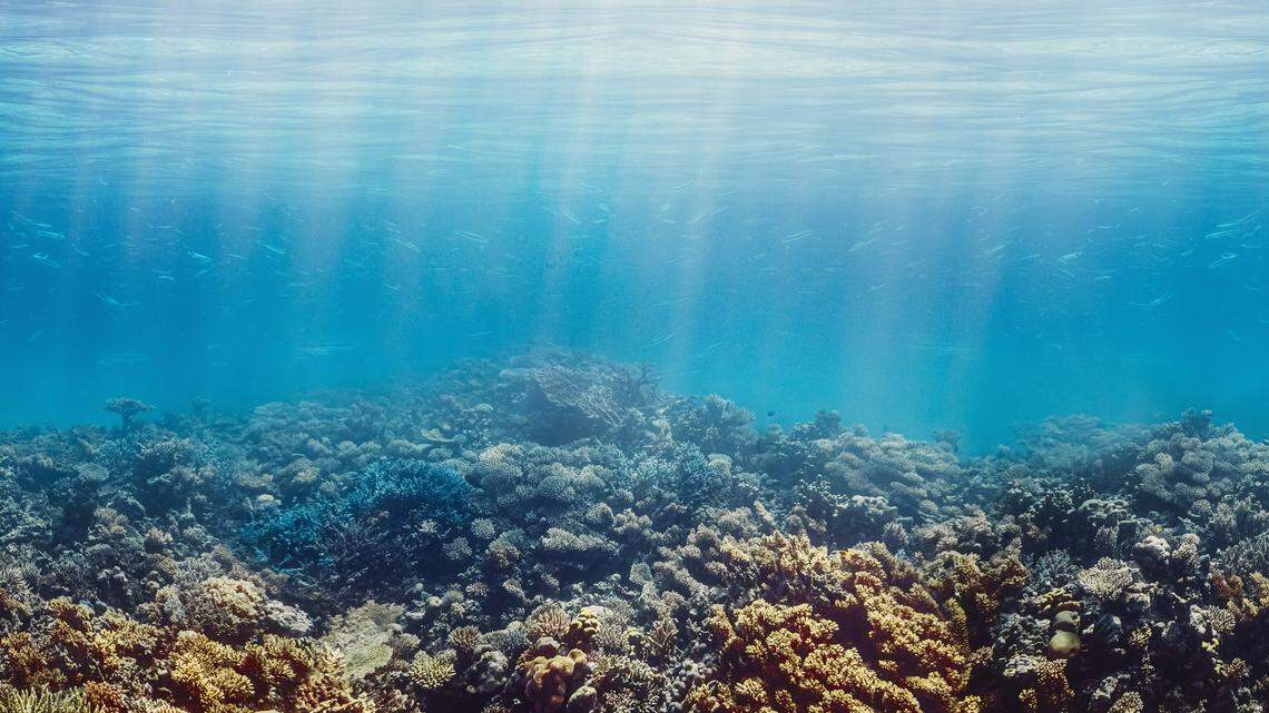 Scientists found a “golden” sea creature “deep within” underwater caves off Saudi Arabia and discovered a new species, a study said.