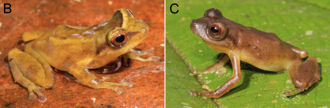Two Pristimantis flavus, or yellow rain frogs, with varied hues.