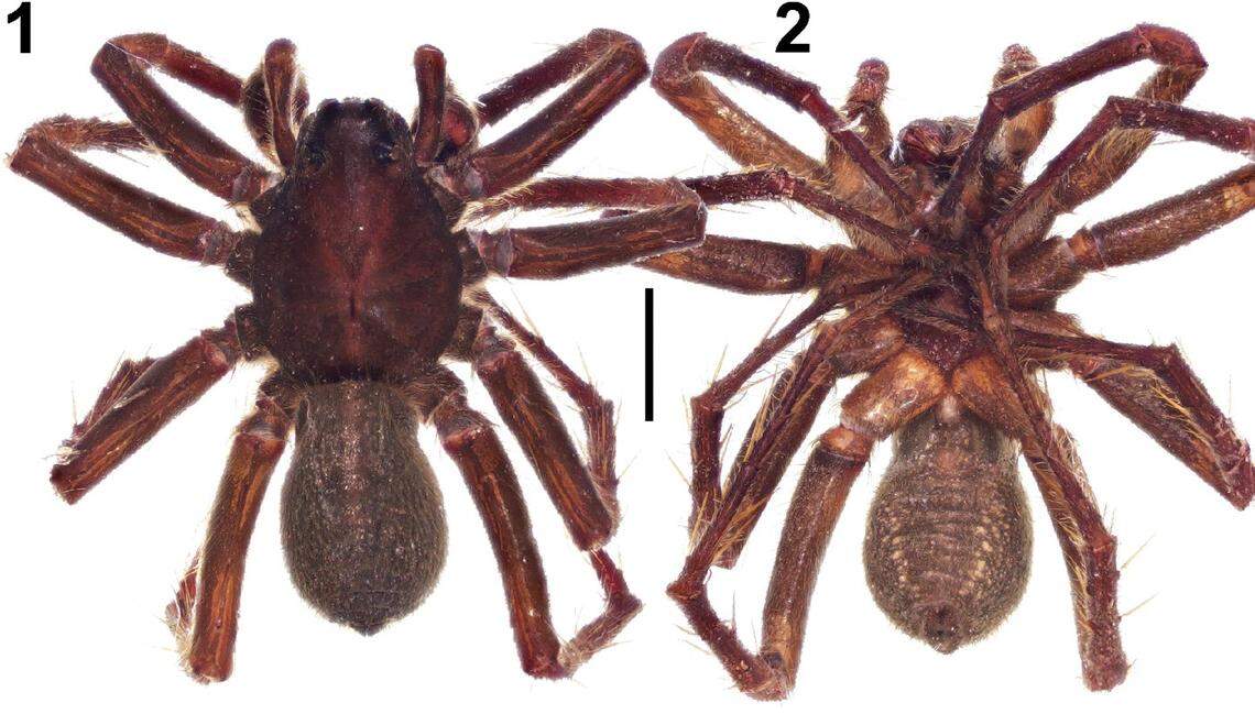 A male Pamirosa kudratbekovi, or Kudratbekov’s wolf spider.