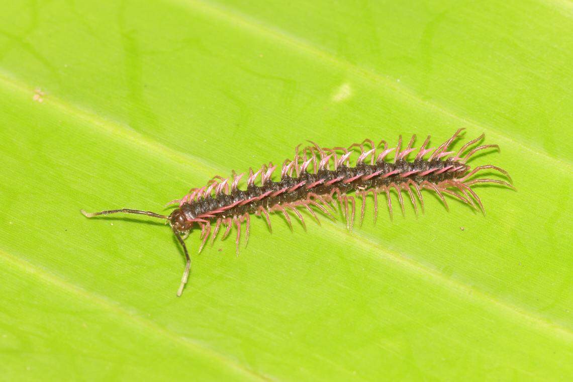 A Desmoxytes sirindhornae, or Sirindhorn’s dragon millipede.