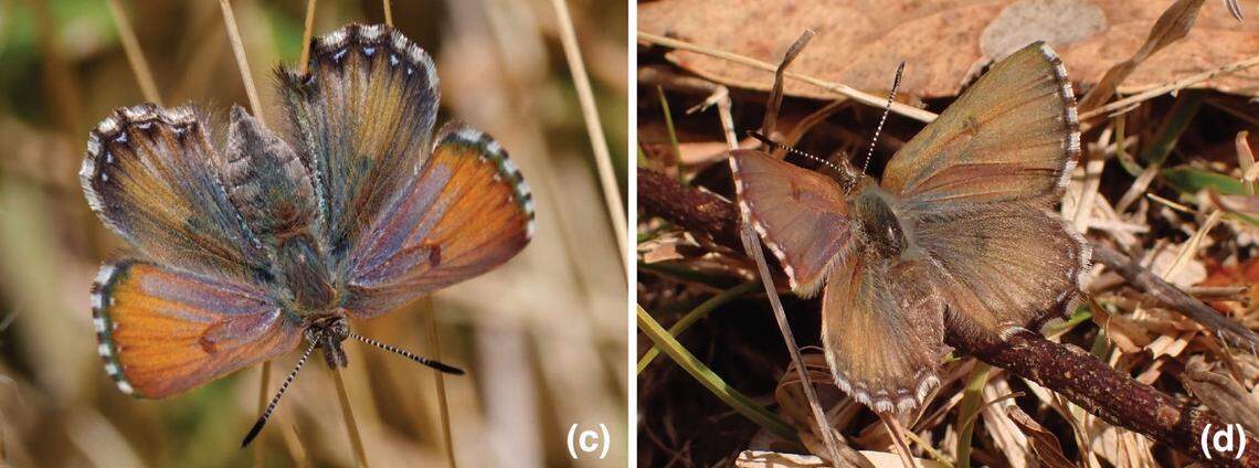 Two female Paralucia crosbyi, or violet copper butterflies, basking in the sun.
