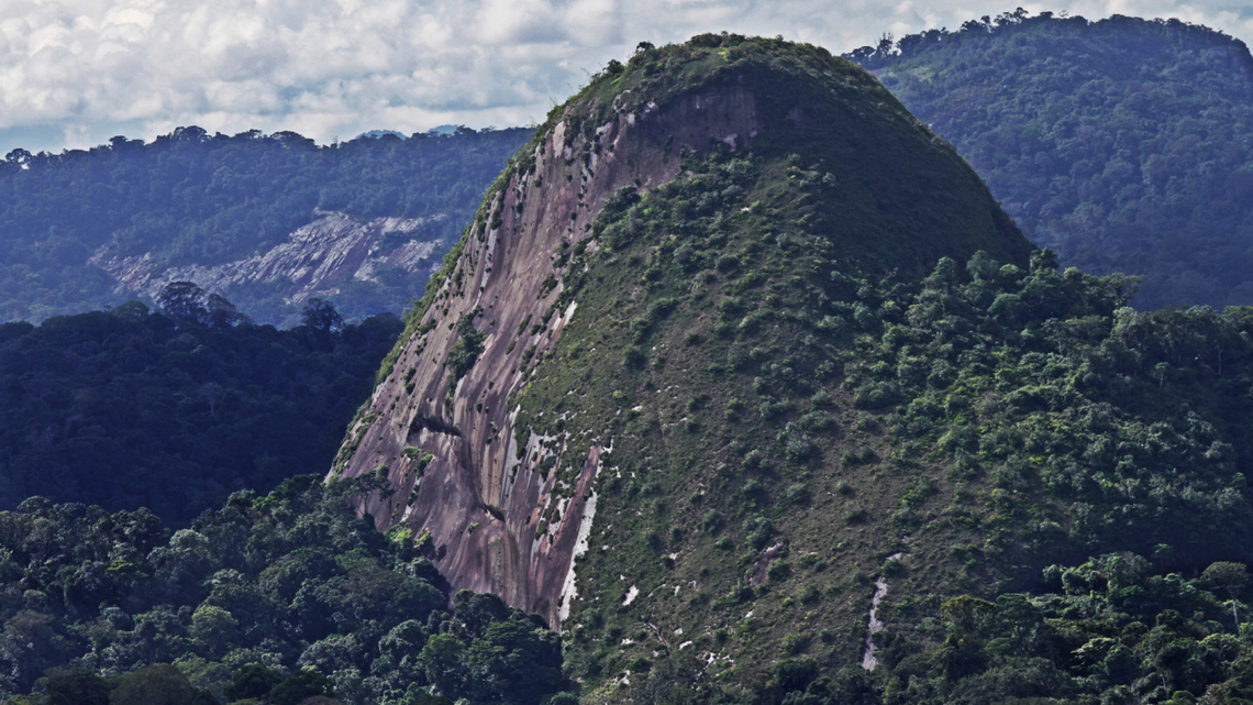 Scientists found a “bright yellow” creature with a “powerful” call in a disputed region of French Guiana and discovered a new species, a study said.