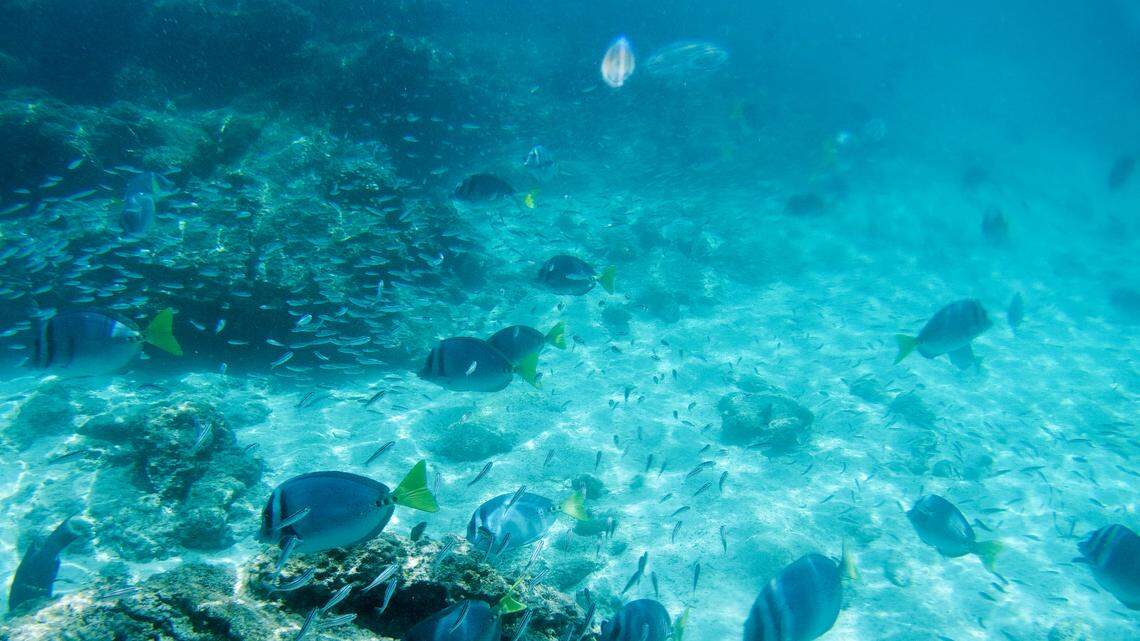 Scuba divers surveying marine life off of Ecuador found several out-of-place fish species in first-of-their-kind sightings, photos show.