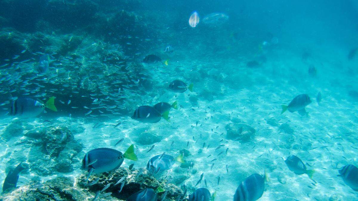 Scuba divers surveying marine life off of Ecuador found several out-of-place fish species in first-of-their-kind sightings, photos show.