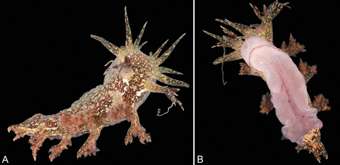 The “large” sea slug has different types of sensory organs that jut out from its body and several “oral tentacles” for foraging, according to a study.
