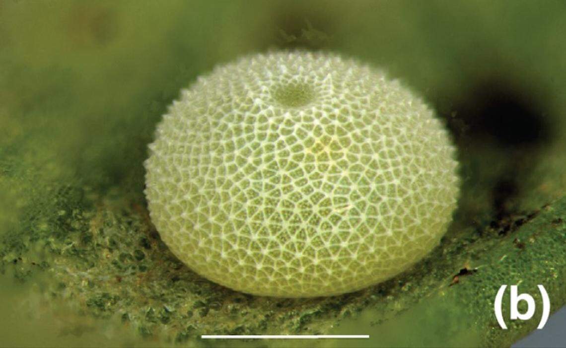 An egg of Paralucia crosbyi, or the violet copper butterfly.