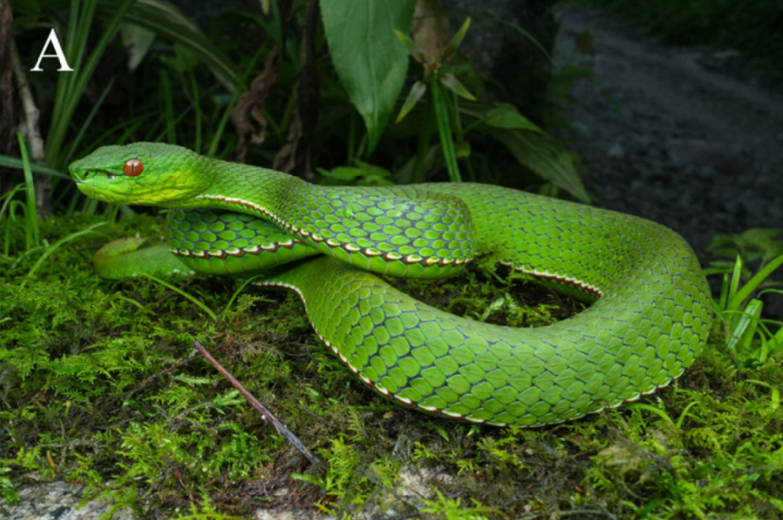 A male Trimeresurus pretiosus, or Yadong green pit viper.