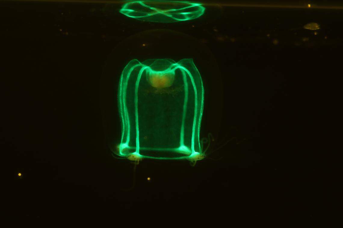 A mature Bougainvillia marfenini, or Marfenin’s hydrozoan, seen fluorescing green.