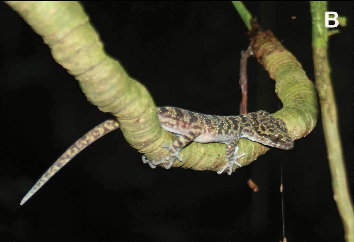 A Cyrtodactylus luci, or Luc’s bent-toed gecko, in the wild.