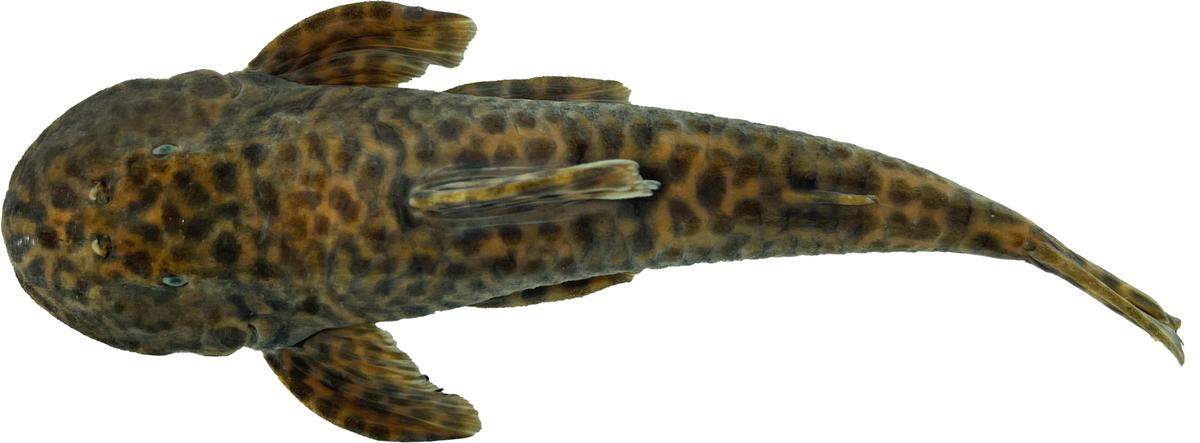 Another Neoplecostomus altimontanus, or high mountain armored catfish.