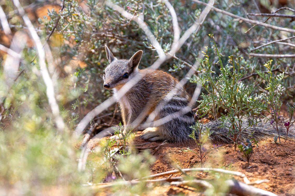 A young numbat found at Mallee Cliffs National Park.