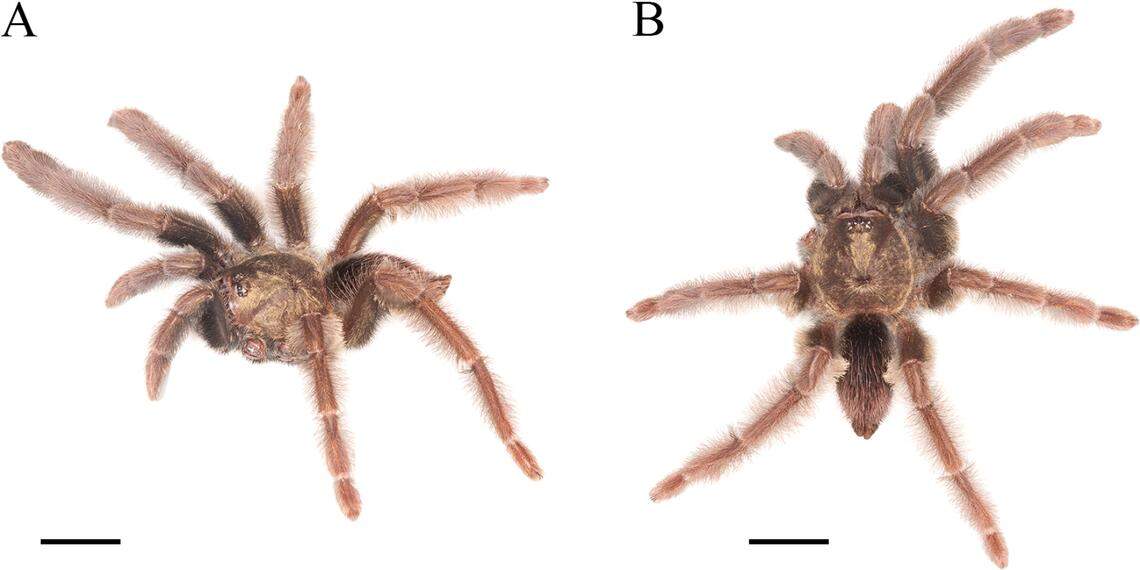 A Psalmopoeus chronoarachne, or time-counted tarantula, seen from the side and from above.