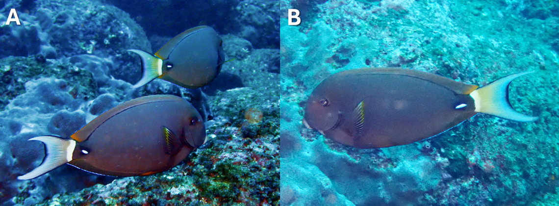 Several Acanthurus leucocheilus seen in the Galápagos Islands for the first time.
