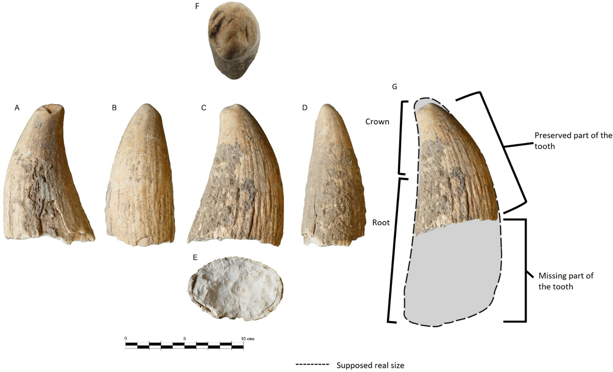 The fully intact tooth with “massive” roots would have been nearly 10 inches long, researchers said.