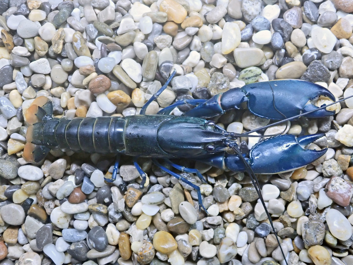 A Cherax pulverulentus, or dusty crayfish, of the “blue form” found in Hungary.