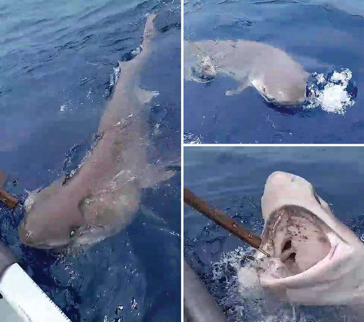 The shark was caught on a longline and landed before being measured and weighed, according to the study.