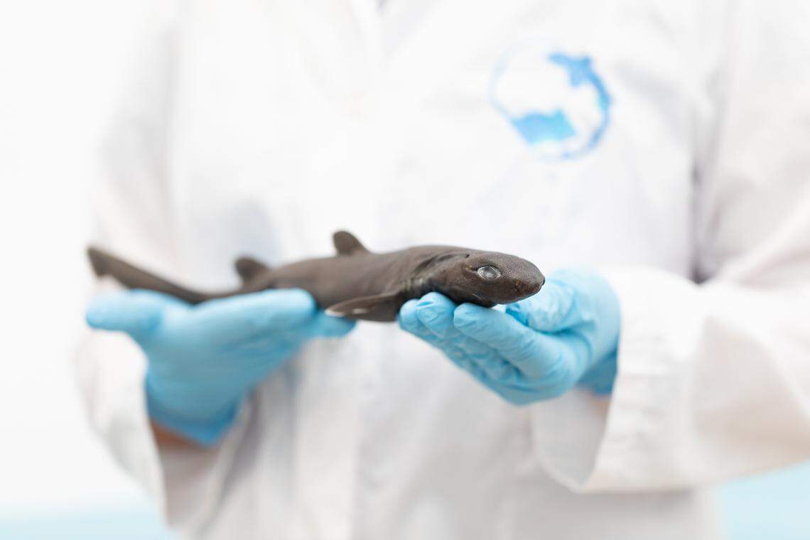 A kitefin shark as seen up close.