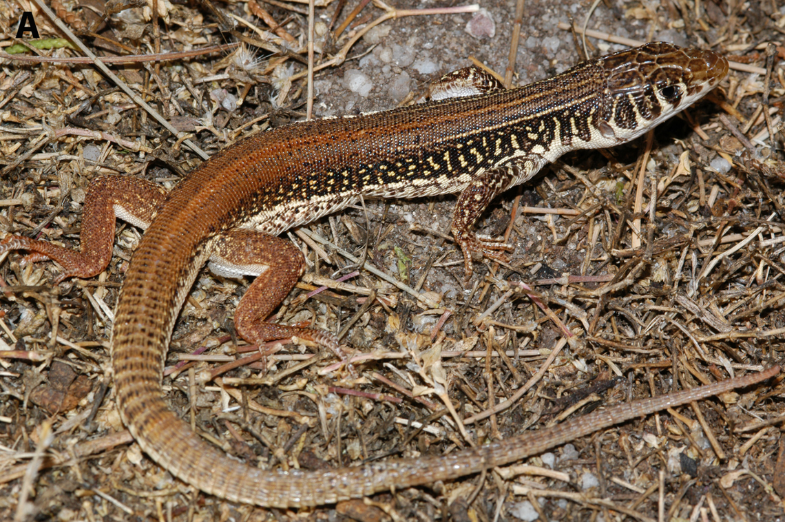 A Nucras margaritae, or Margarita’s scrub lizard.