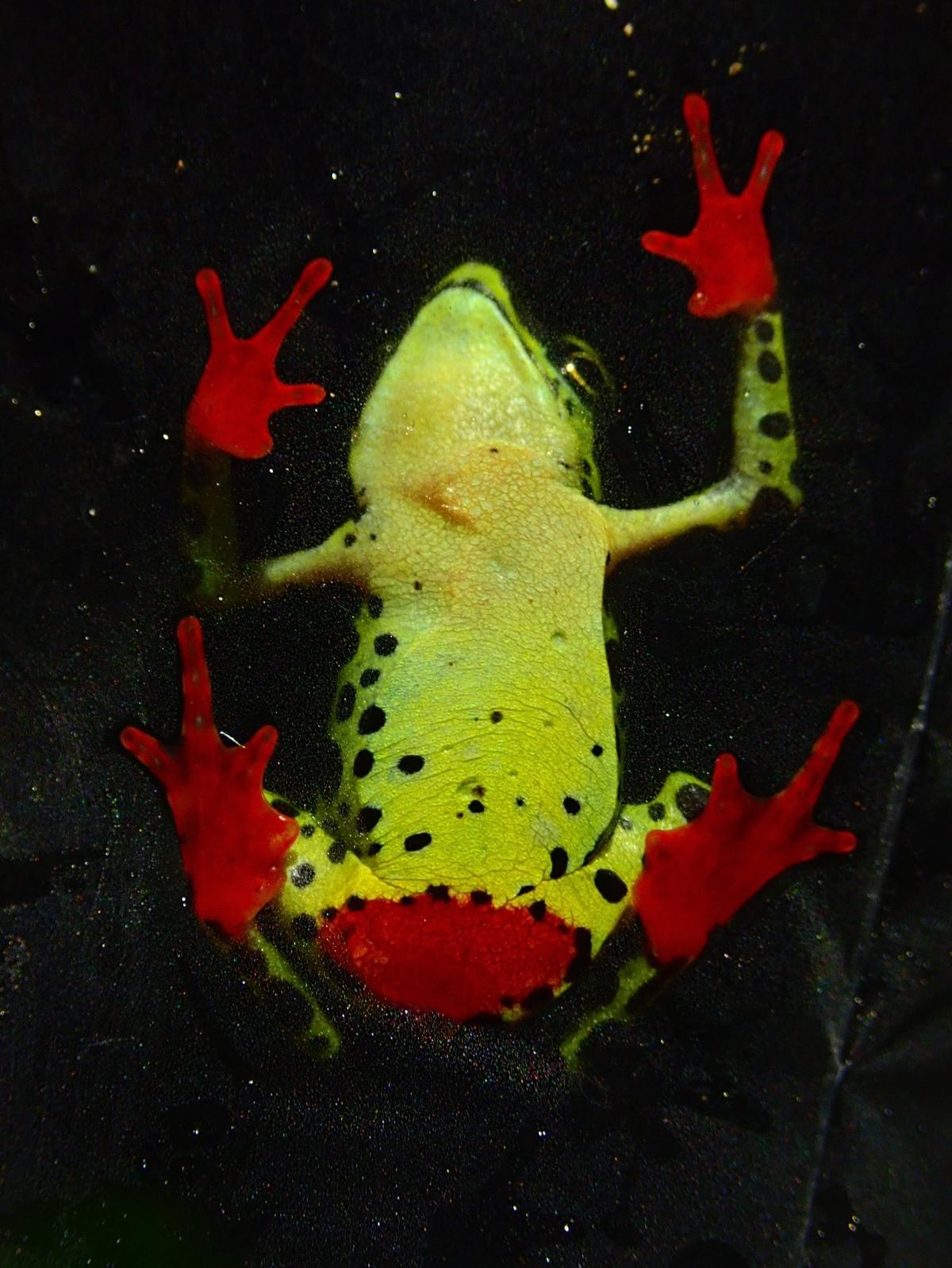 An Atelopus colomai, or Coloma’s harlequin toad, as seen from below.