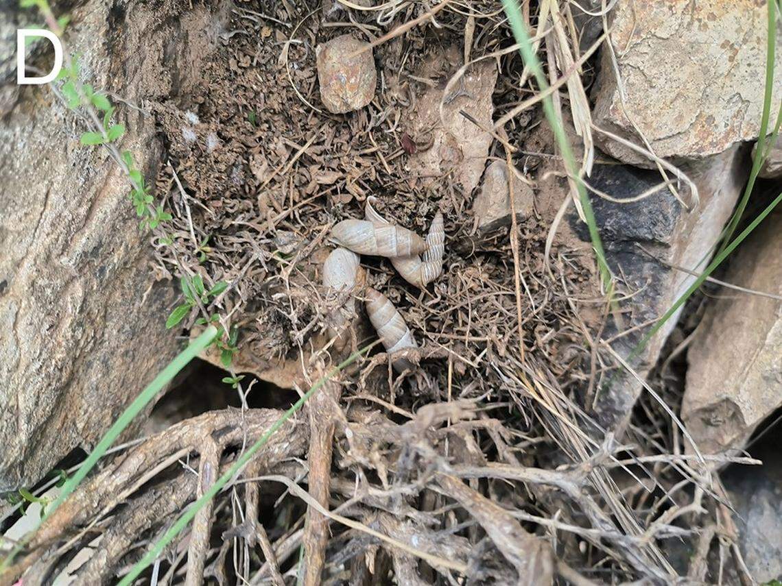 Several Petraeomastus limenghuai, or Meng-Hua Li’s land snails.