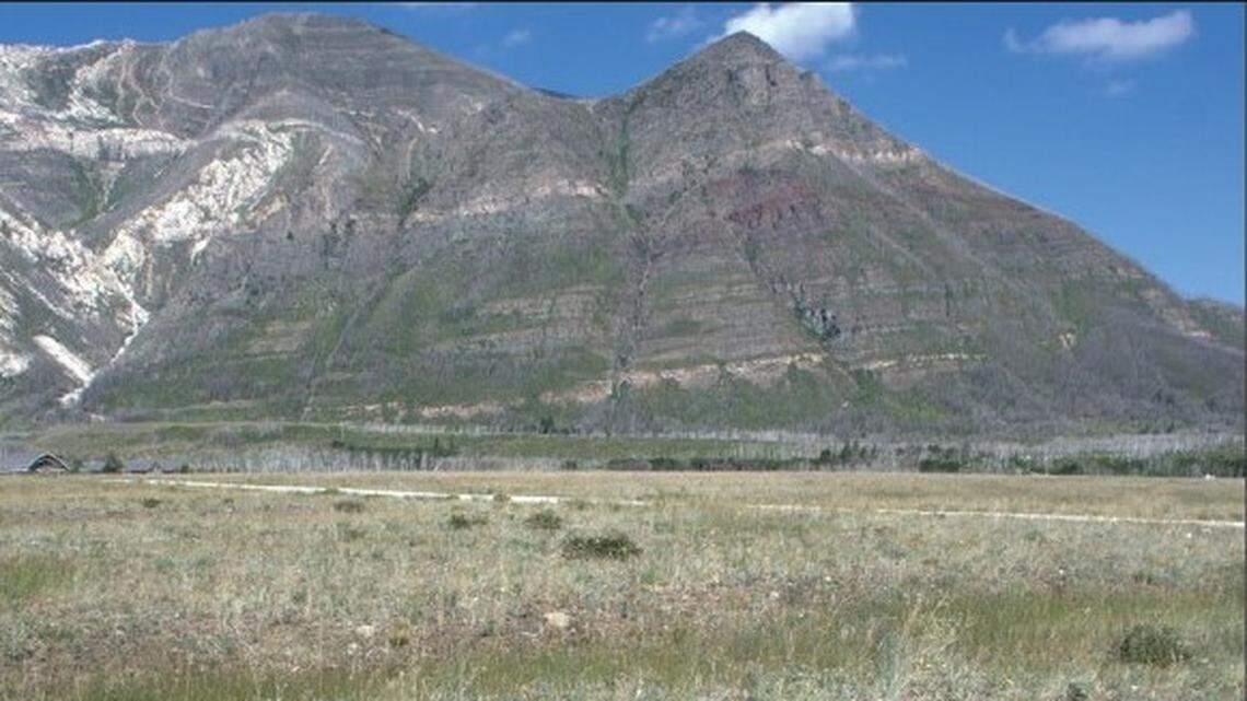 Scientists in Canada found some insects “sunning themselves” on plants, analyzed their DNA and discovered a new species.