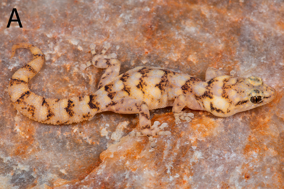 A Goggia sabula, or gravel pygmy gecko.