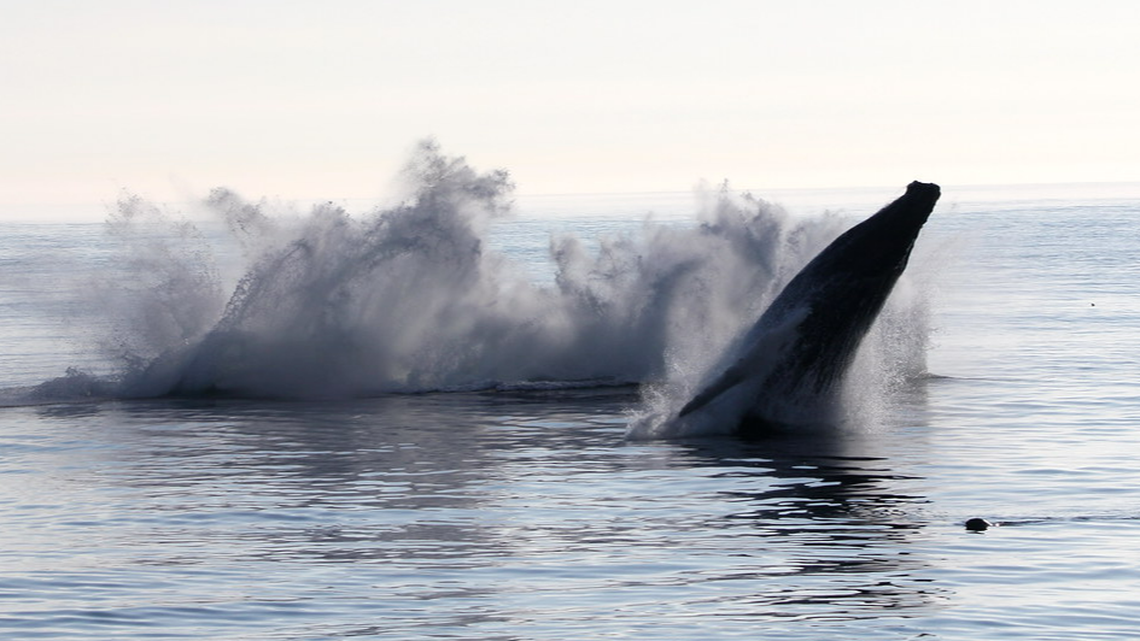It’s rare for three whales to breach at the same time, according to Nielsen.